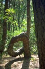 Arna shaped tree
