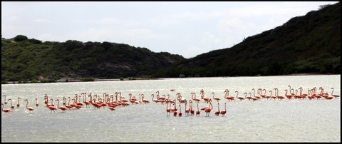 Local flamingos