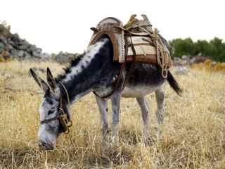 figureless donkey