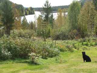 garden and dog at Kroktrask garden and dog at Kroktrask
